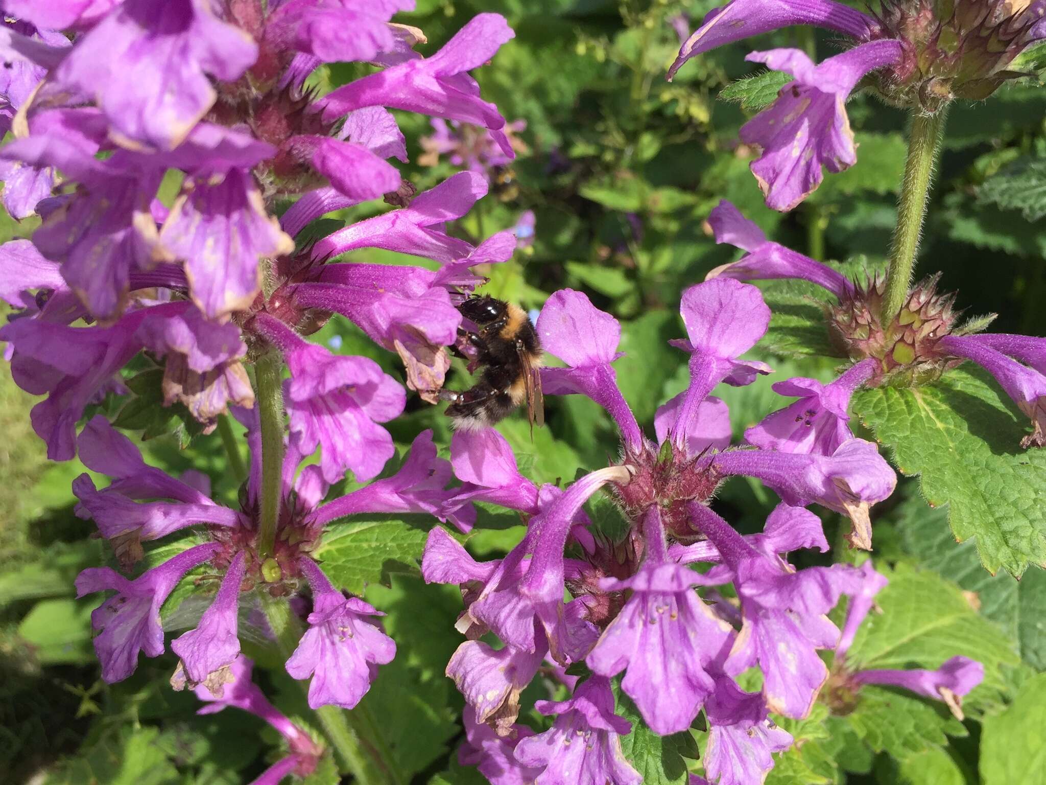 Image of Small garden bumblebee