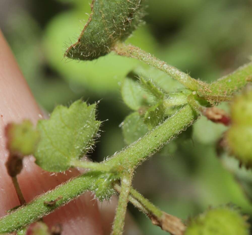 صورة Ayenia pilosa Cristobal