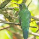 Image of Green-tailed Goldenthroat