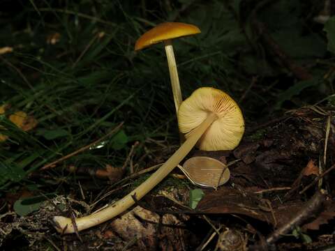 Image of Pluteus chrysophaeus (Schaeff.) Quél. 1872