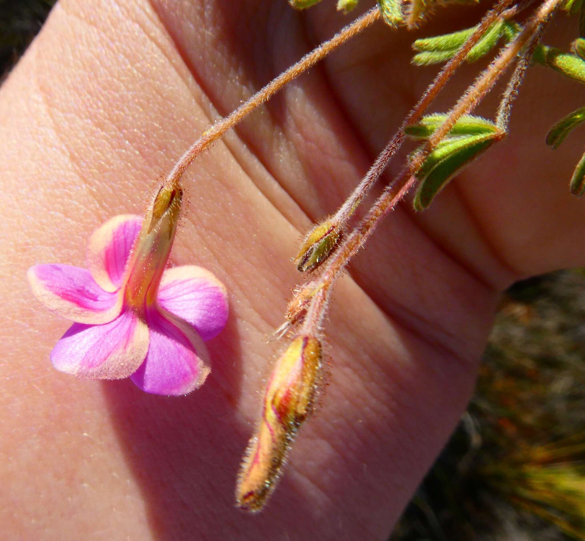 Sivun Oxalis engleriana Schlechter kuva