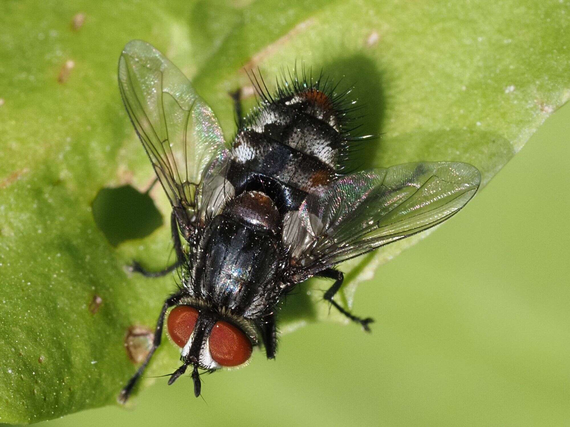 Image of Winthemia quadripustulata (Fabricius 1794)