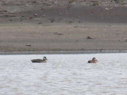 Image of Red-billed Teal