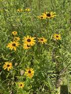 Image of Rudbeckia terranigrae