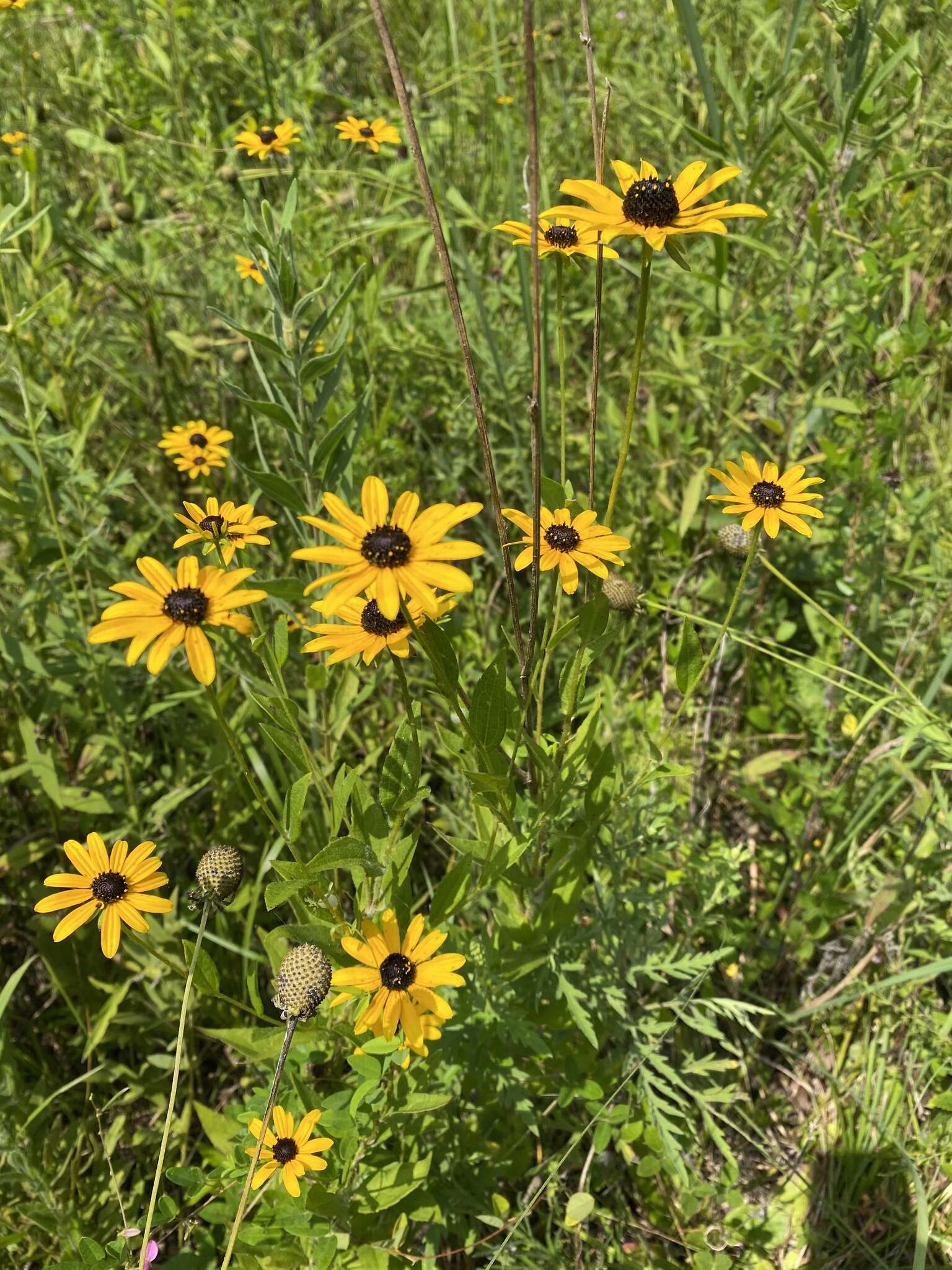 Image of Rudbeckia terranigrae