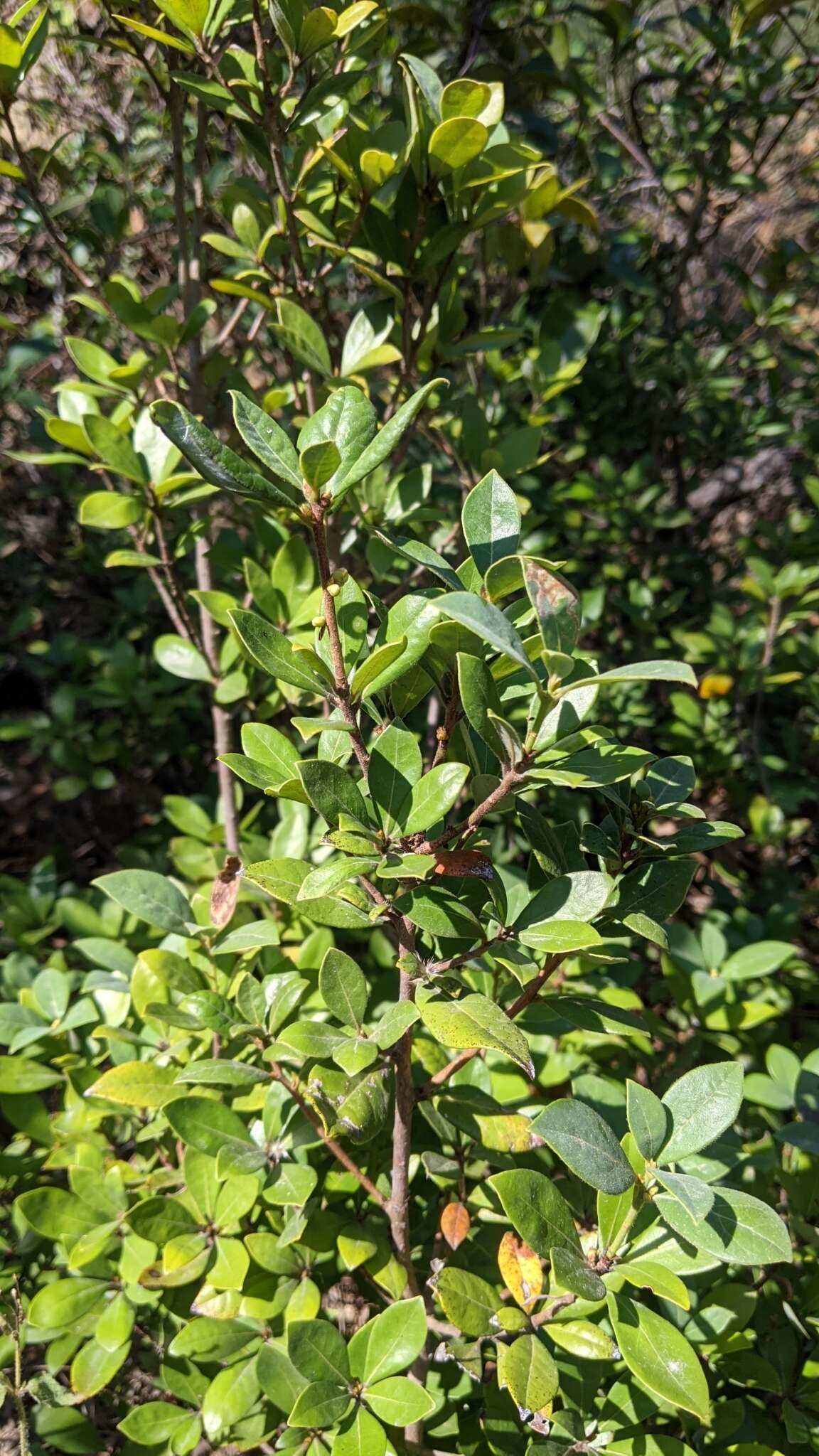 Image of Litsea rotundifolia (Nees) Hemsl.