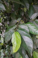 Image of Ficus ampelas Burm. fil.