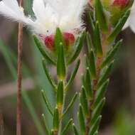 Image of Lachnaea eriocephala L.