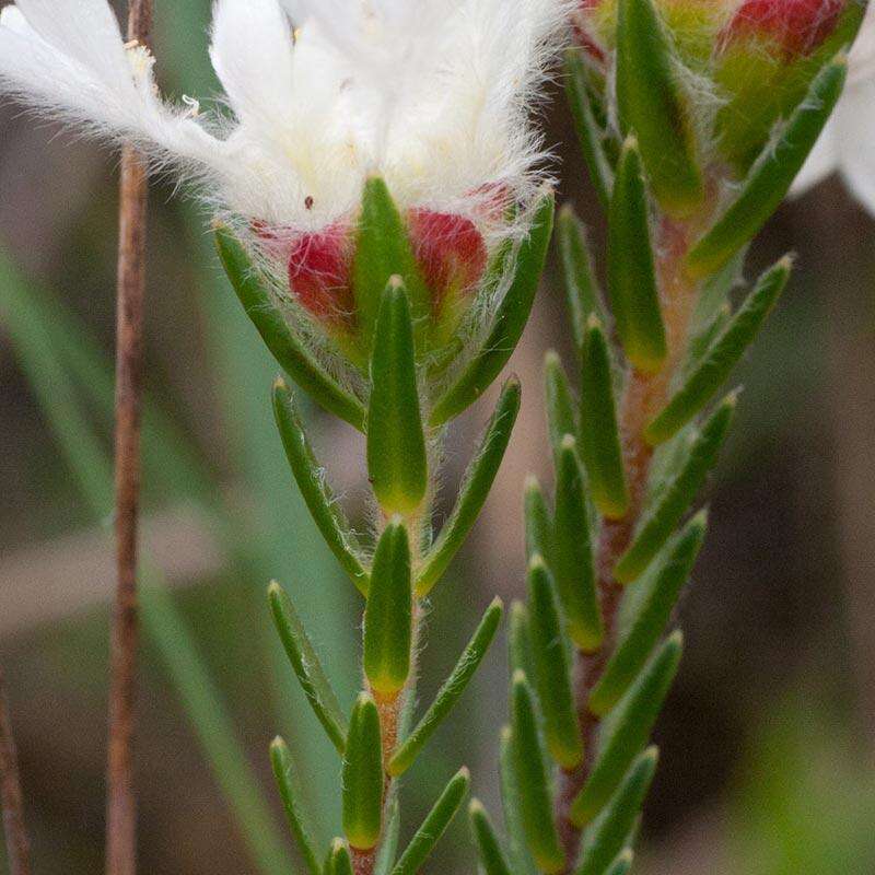 Image of Lachnaea eriocephala L.