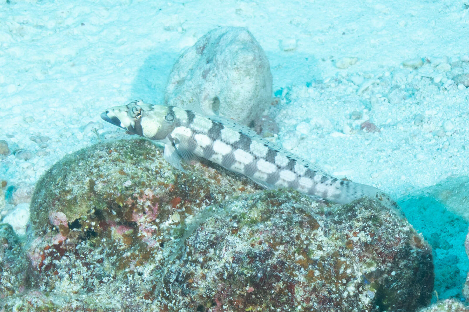 Image of Reticulated sandperch