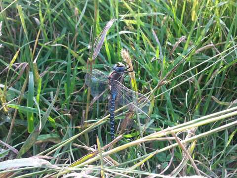 Image of Variable Darner