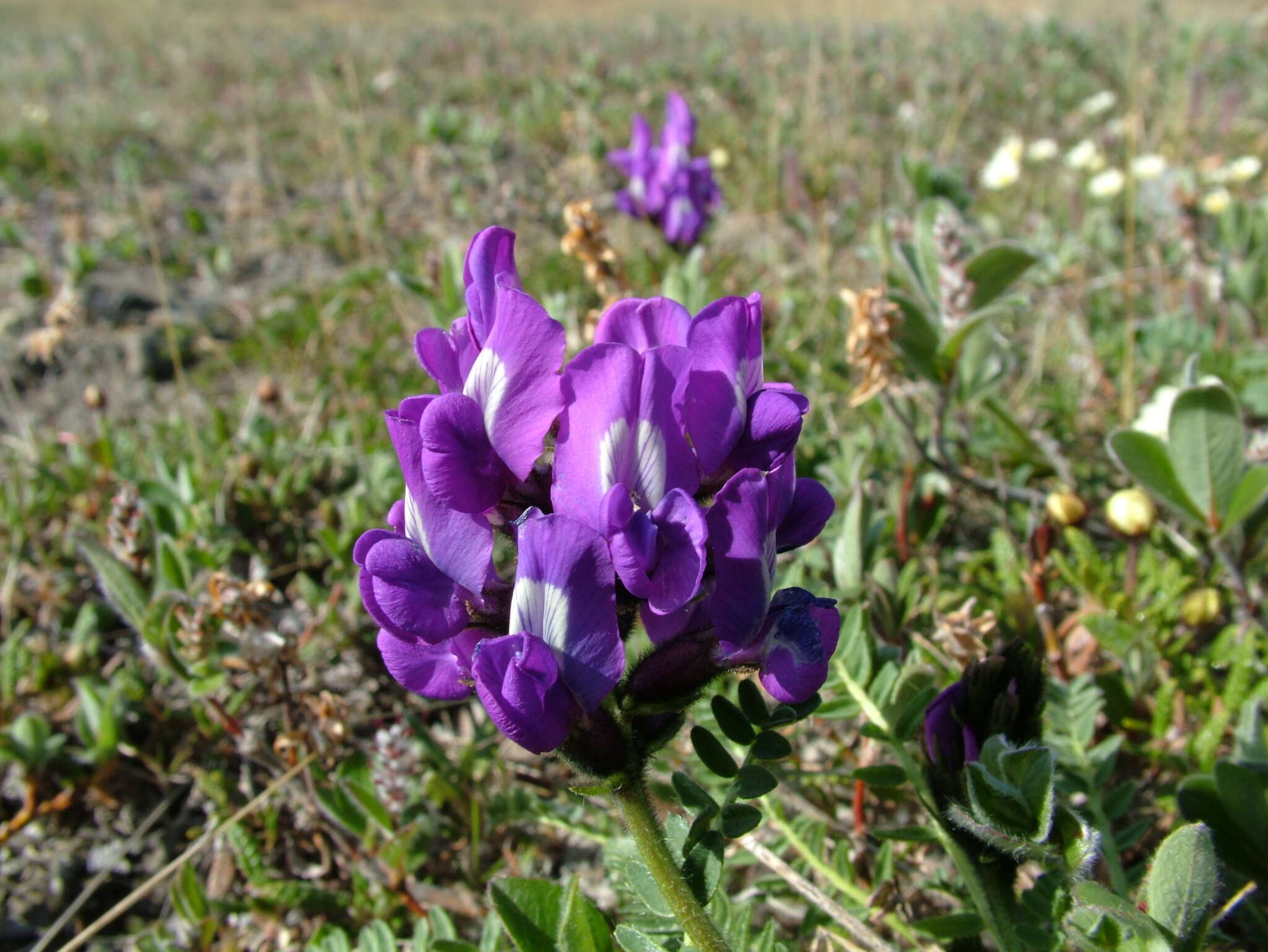 Image de Oxytropis middendorffii Trautv.