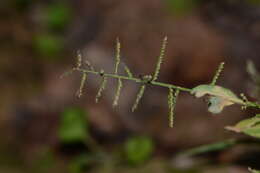 Image of Paspalum canarae (Steud.) Veldkamp