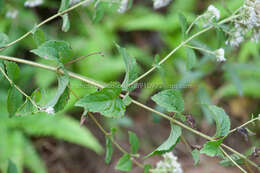 Plancia ëd Eupatorium chinense L.