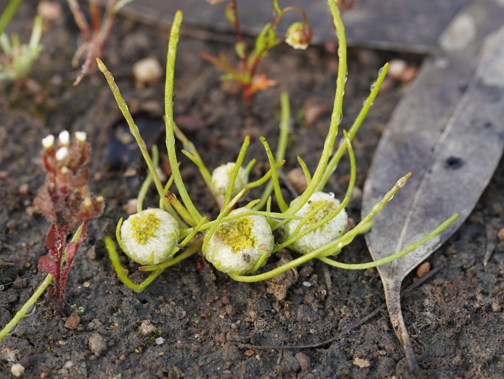 Image of Myriocephalus rhizocephalus (DC.) Benth.