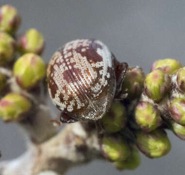 Image of Sumac Flea Beetle