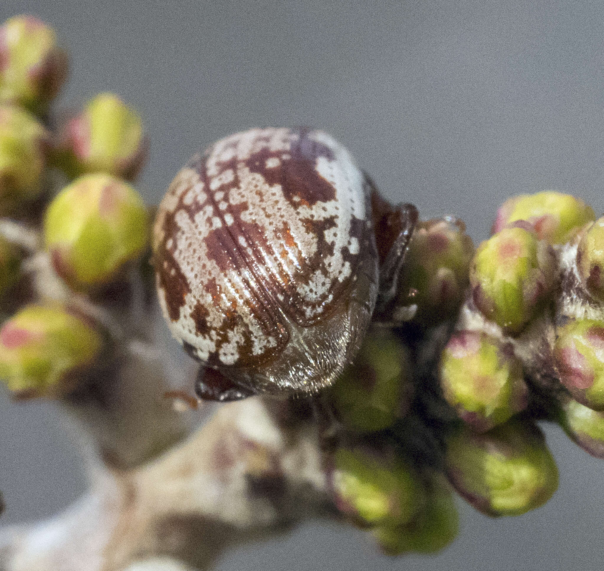 Image of Sumac Flea Beetle