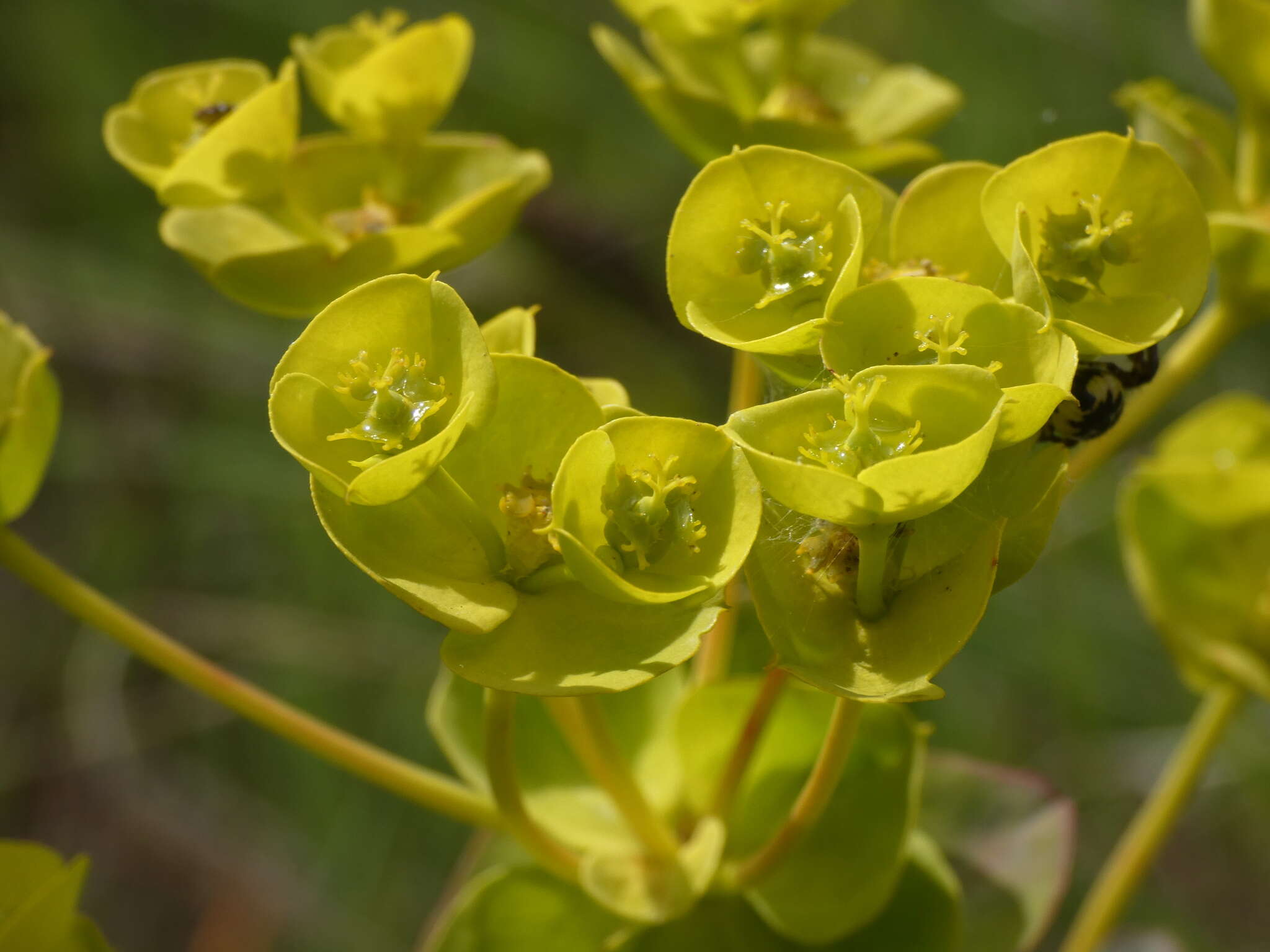 Image of Euphorbia nicaeensis All.