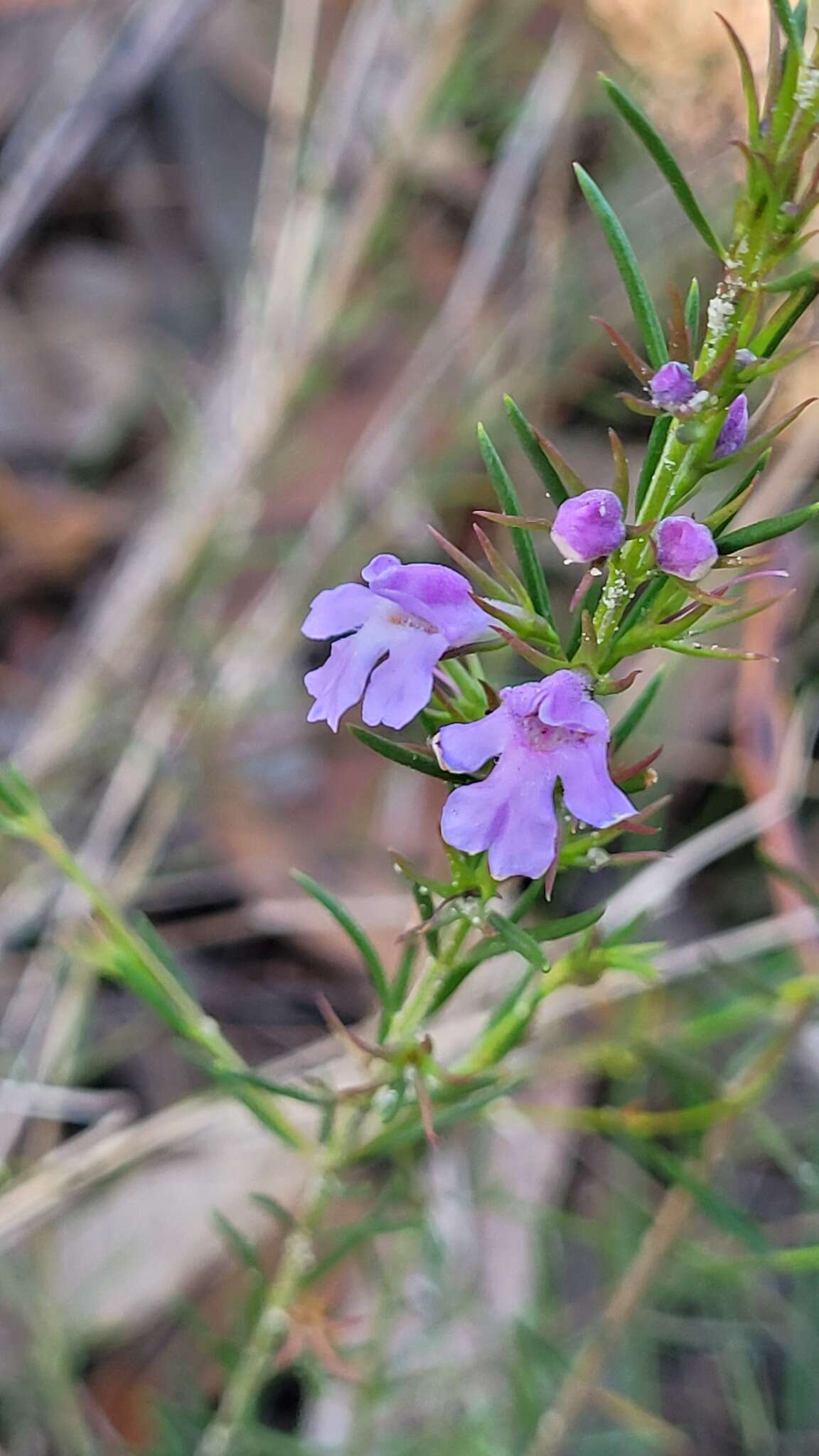 Image of Hemigenia