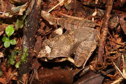 Image of Aglyptodactylus Boulenger 1918