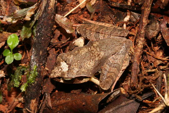 Image de Aglyptodactylus Boulenger 1918