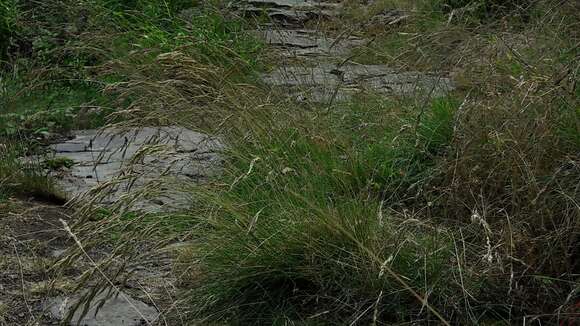 Image of Festuca guestfalica Boenn. ex Rchb.