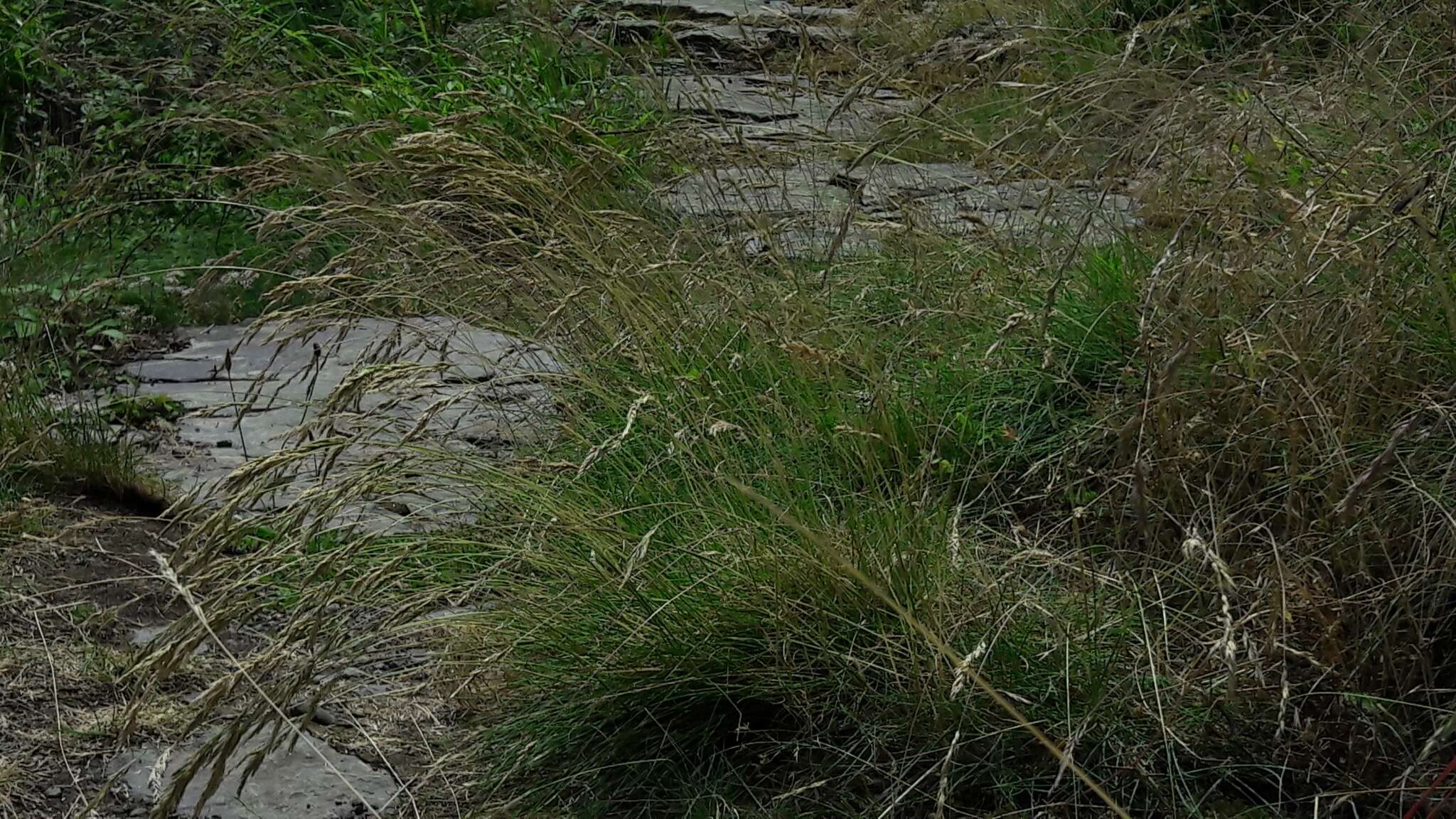 Plancia ëd Festuca guestfalica Boenn. ex Rchb.