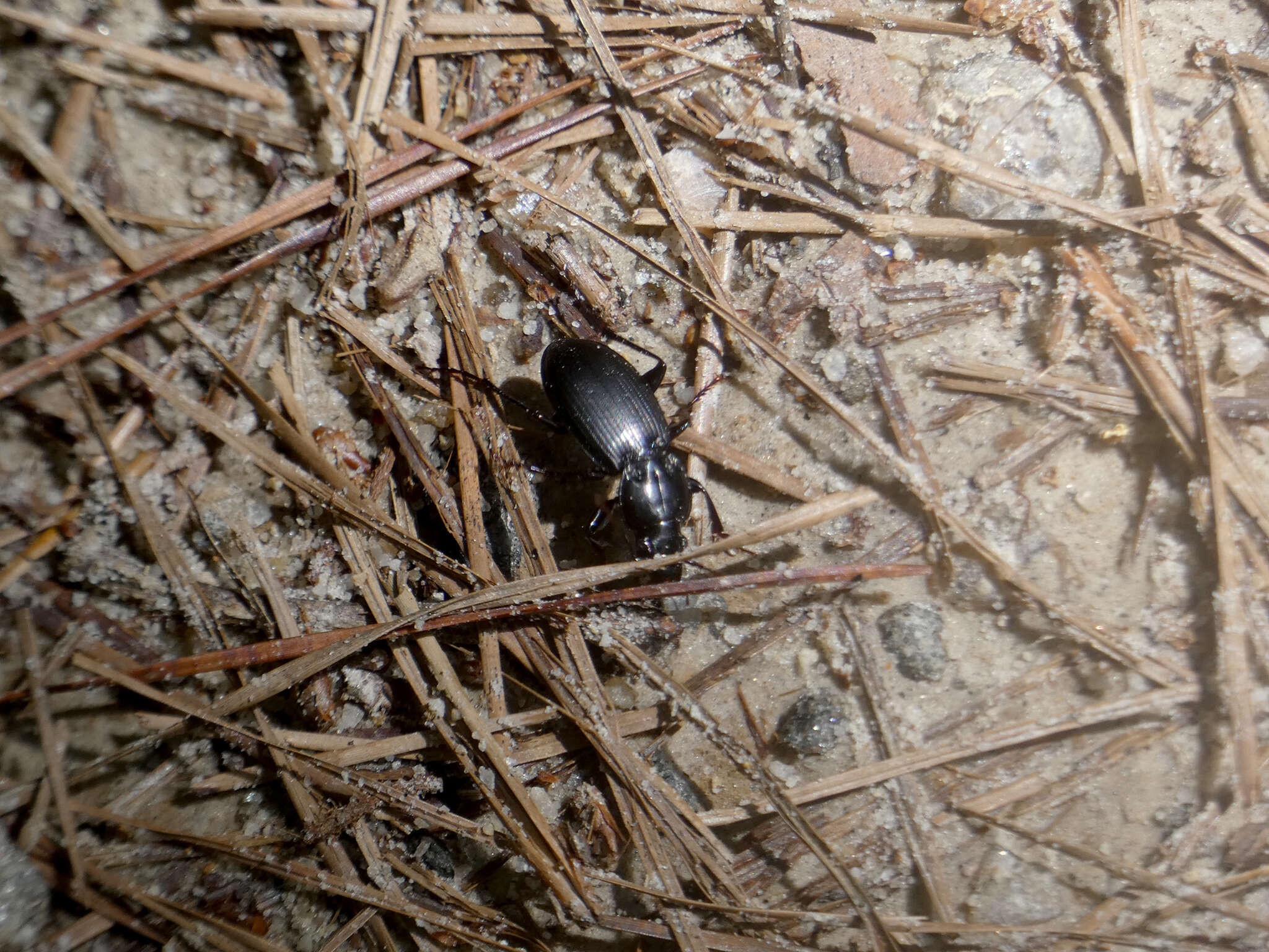 Image of Cyclotrachelus (Evarthrus) furtivus (Le Conte 1853)