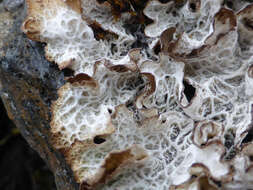 Image of ragged lichen