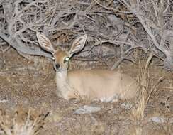 Image of Steenbok