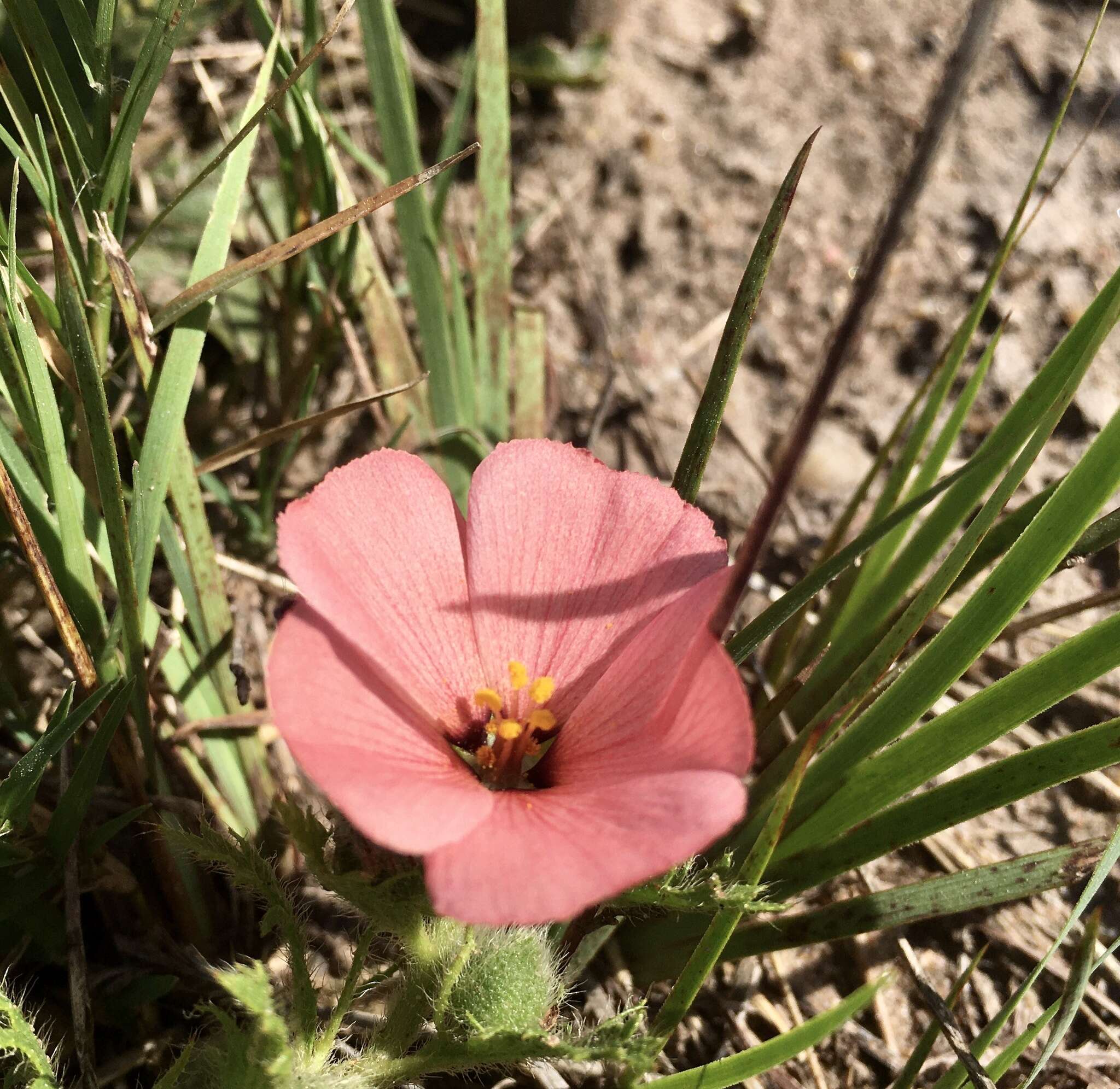 Image of Turnera sidoides L.