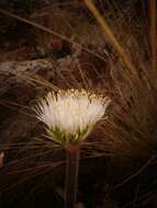 Image of Haemanthus humilis subsp. hirsutus (Baker) Snijman