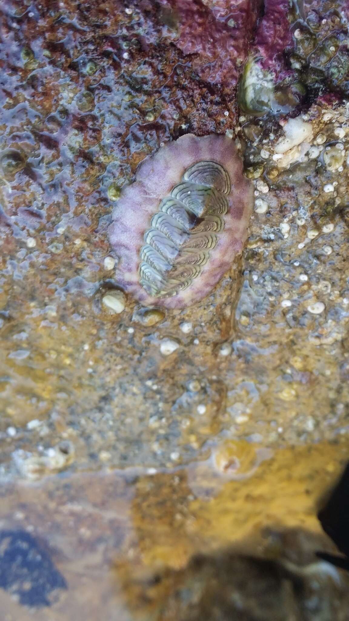 Imagem de Onithochiton neglectus Rochebrune 1881