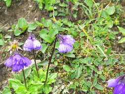 Слика од Primula amethystina subsp. argutidens (Franch.) W. W. Sm. & H. R. Fletcher