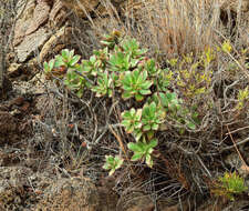 Image of Aeonium decorum Webb ex C. Bolle