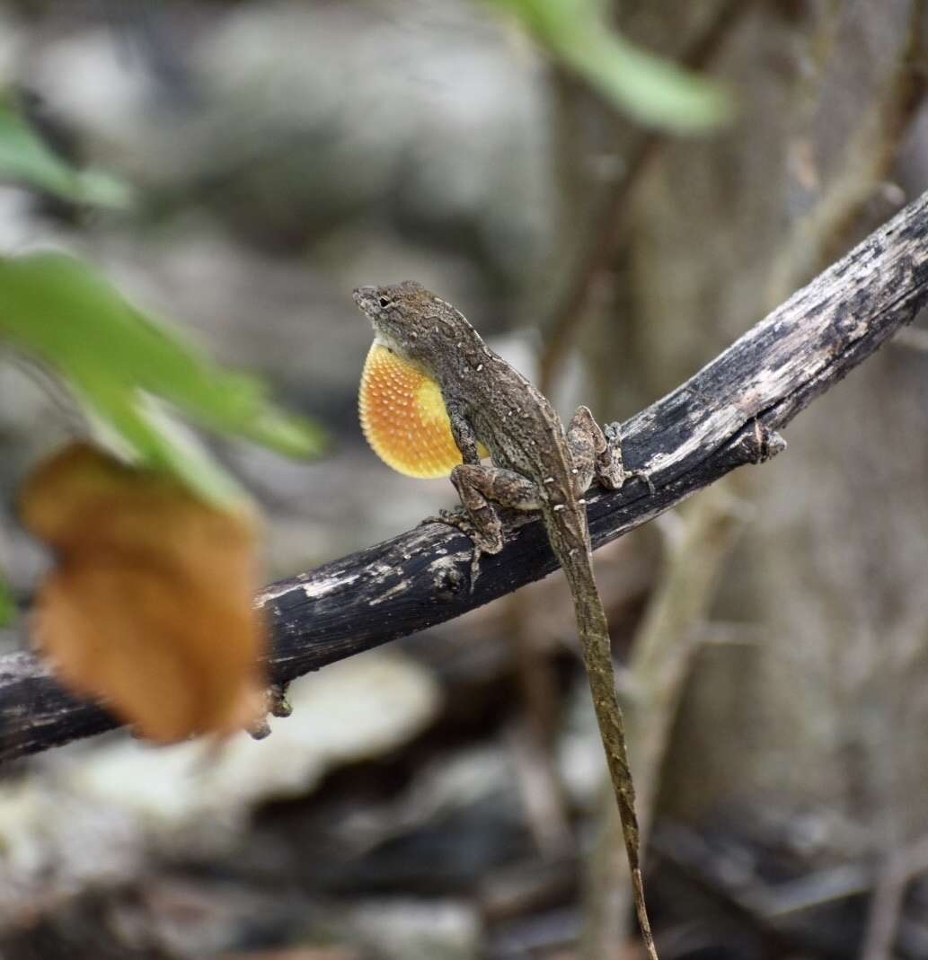 Image of Anolis jubar oriens Schwartz 1968