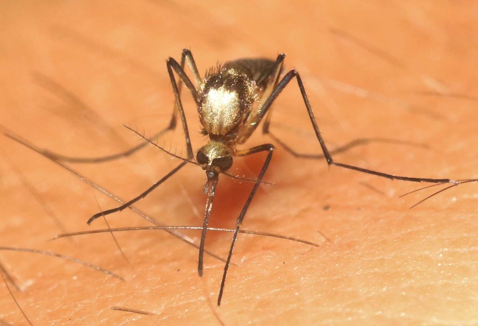 Image of Aedes scapularis (Rondani 1848)