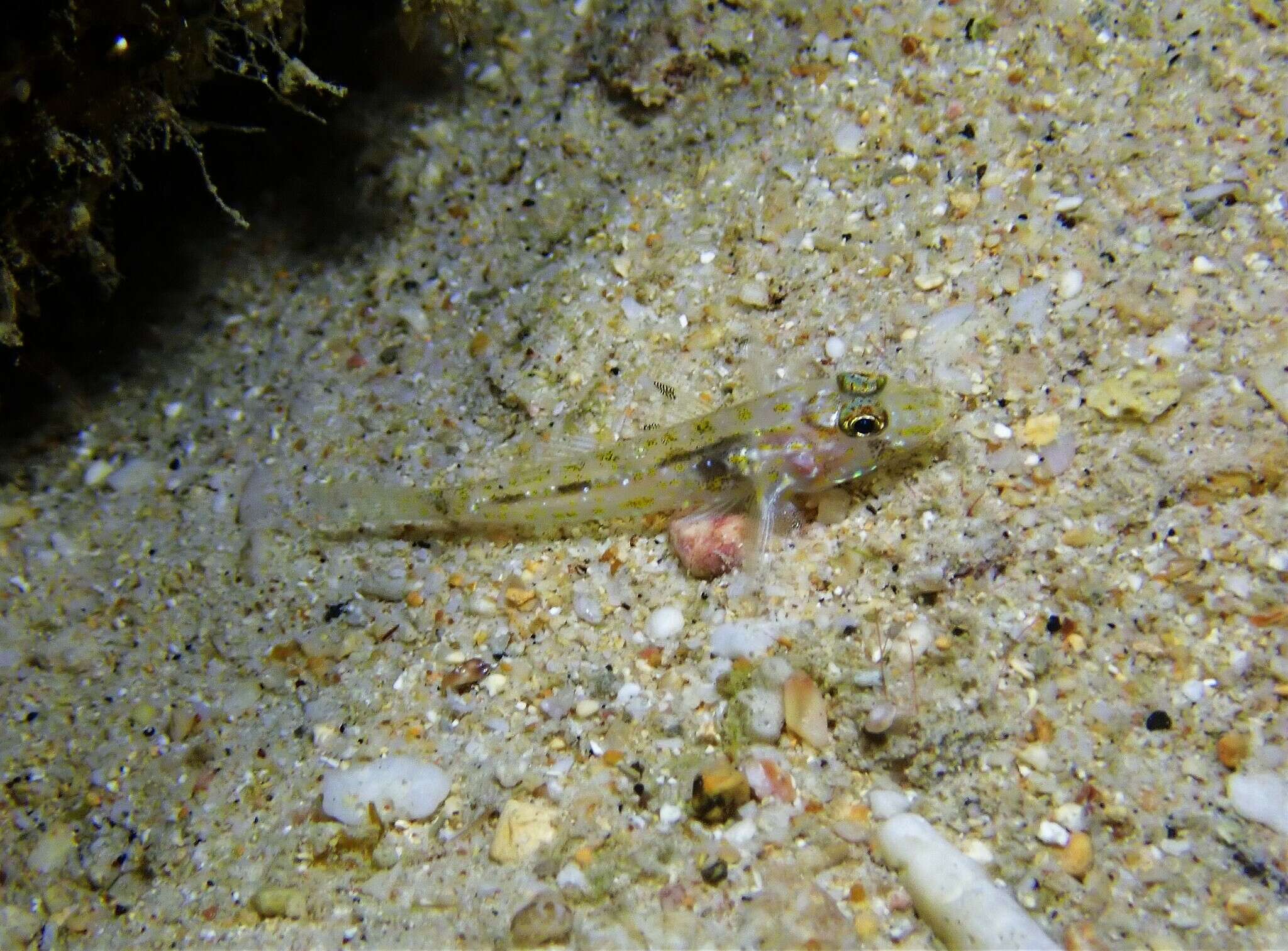 Fusigobius duospilus Hoese & Reader 1985 resmi