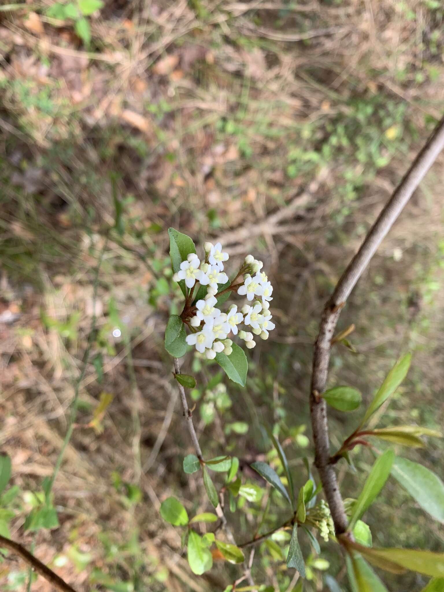 Image de Viburnum obovatum Walt.