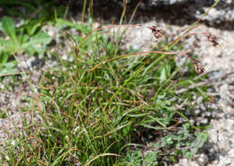 Image de Luzula caespitosa (E. Mey.) Steud.