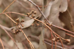 Imagem de Eucalyptus strzeleckii K. Rule