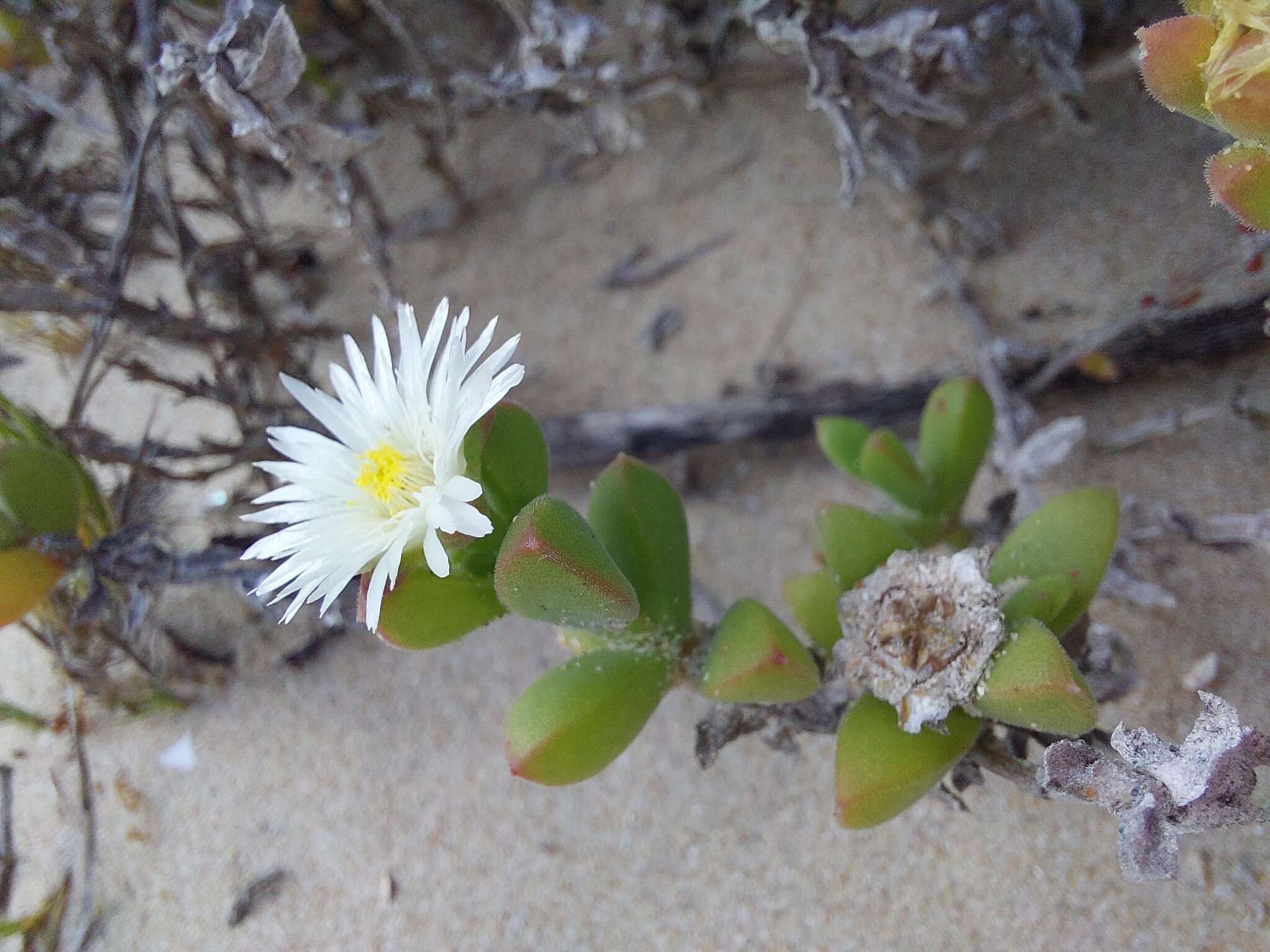 Image of Delosperma patersoniae (L. Bol.) L. Bol.