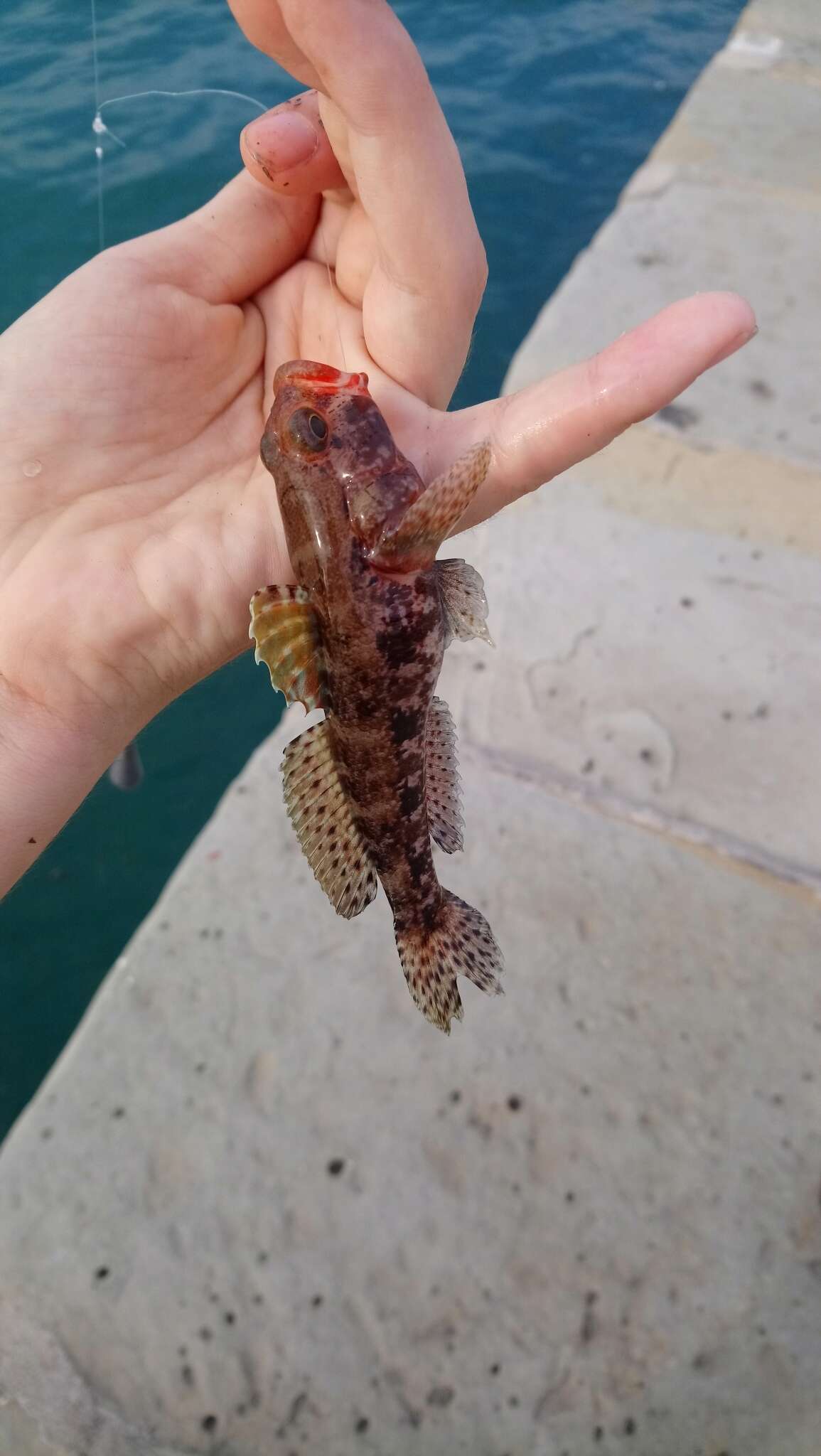 Image of Red-mouthed Goby