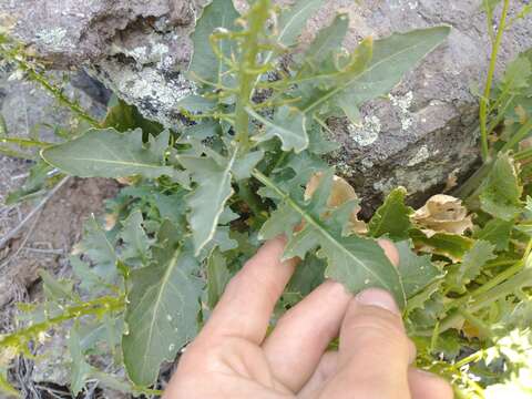 Image of cutleaf thelypody