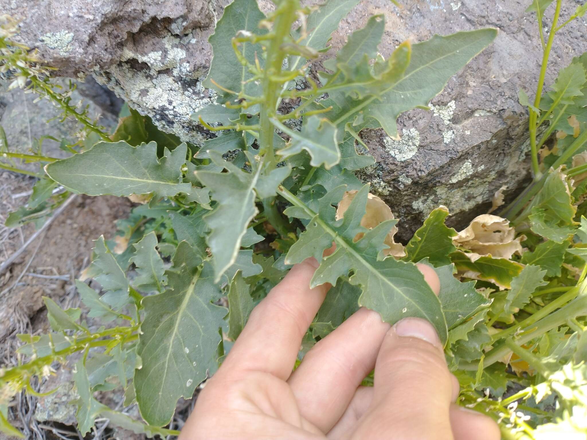 Image of cutleaf thelypody