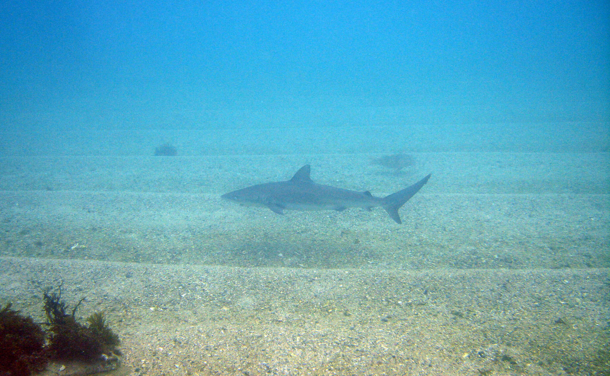 Image of Dusky Shark