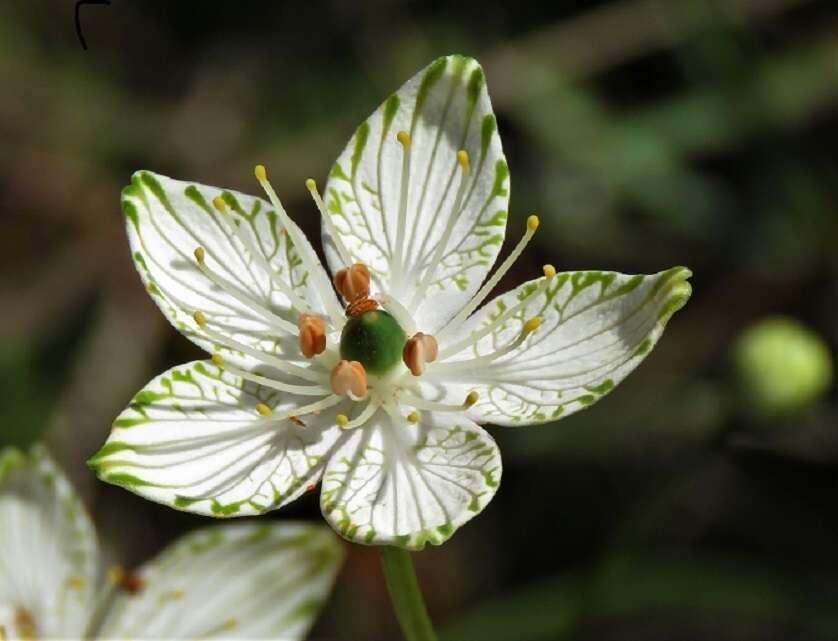 Image of largeleaf grass of Parnassus