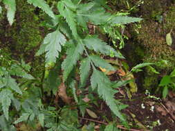 Слика од Daucus elegans (Webb ex Bolle) Spalik, Banasiak & Reduron