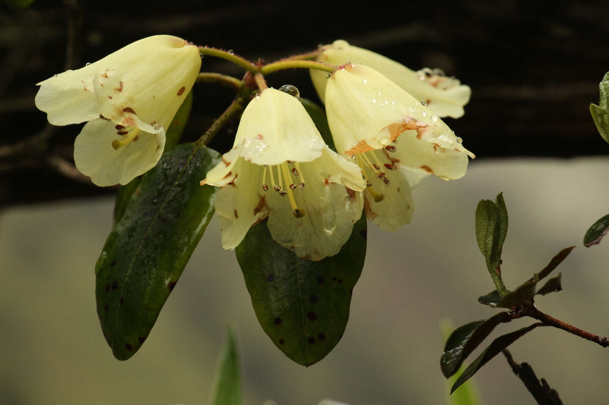 Imagem de Rhododendron campylocarpum Hook. fil.