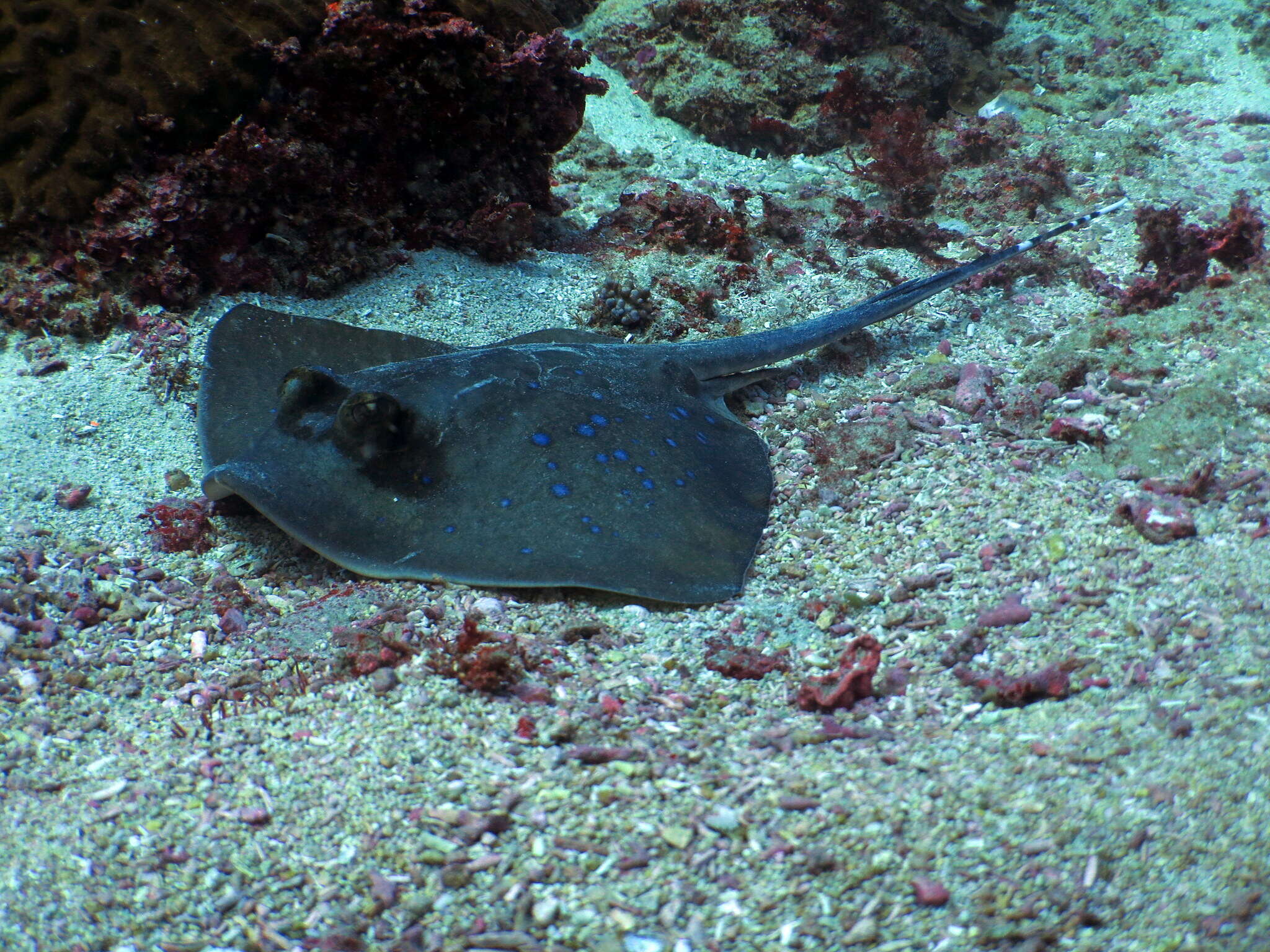 Image of Bluespotted maskray